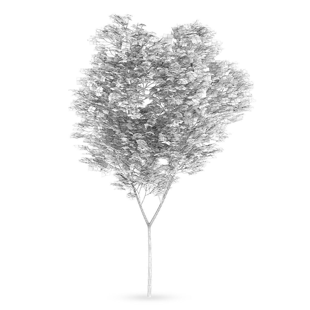 Common beech 2 3D model_3