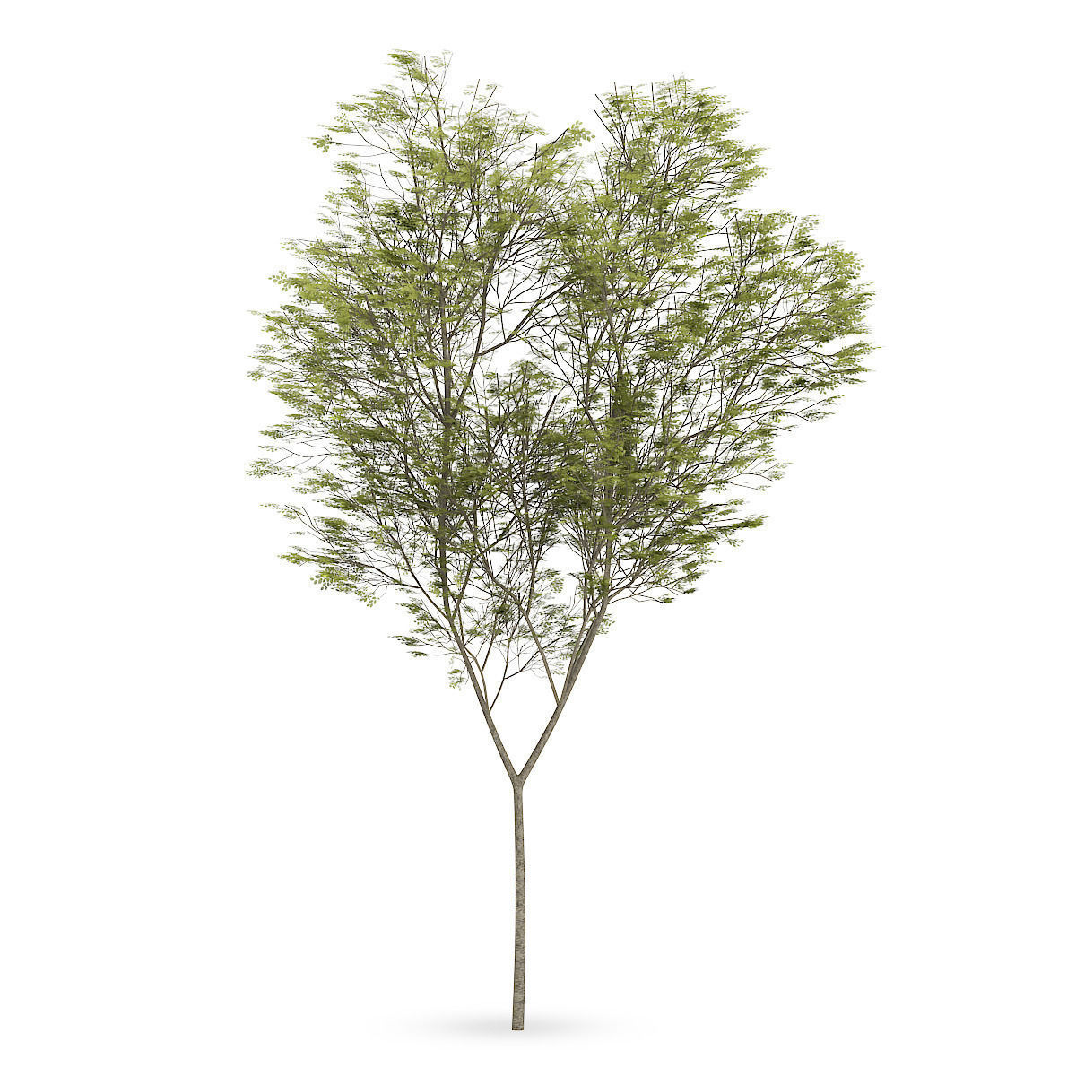 Common beech 2 3D model_2