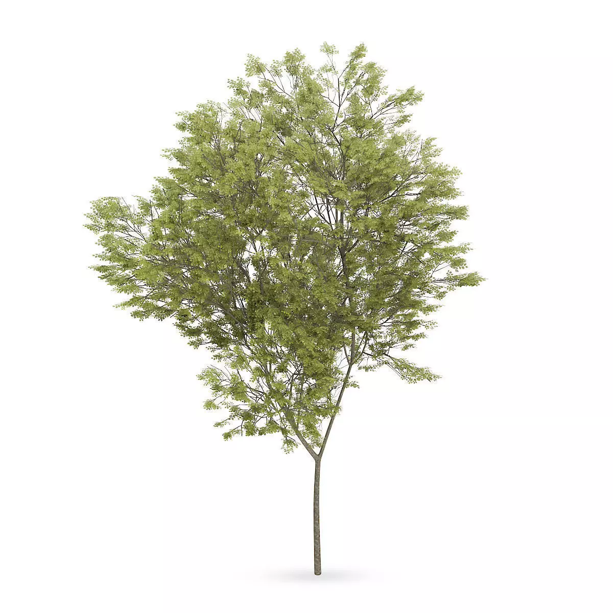 Common beech 2 3D model_0