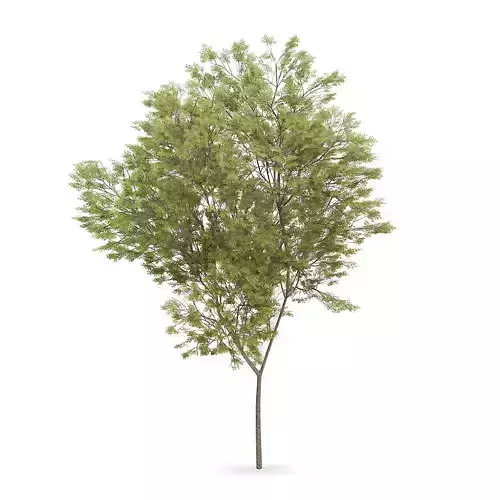 Common beech 2 3D model