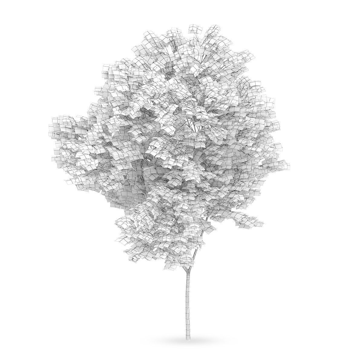 Common beech 2 3D model_1