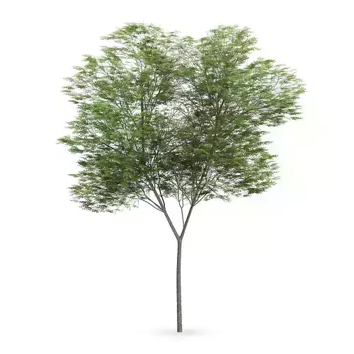Common beech 3 3D model