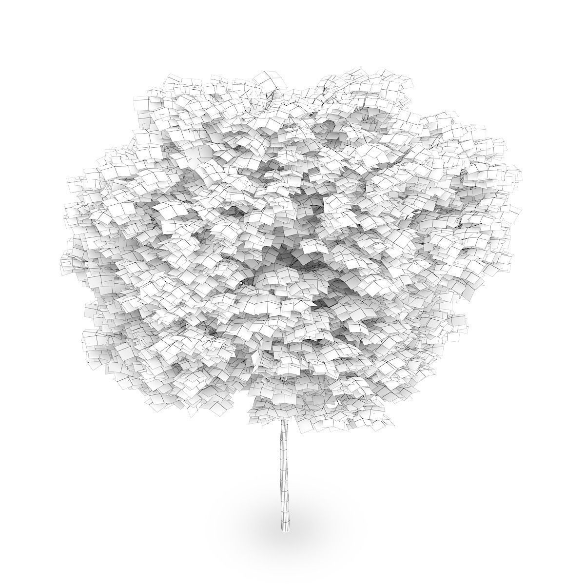 Common beech 3 3D model_5