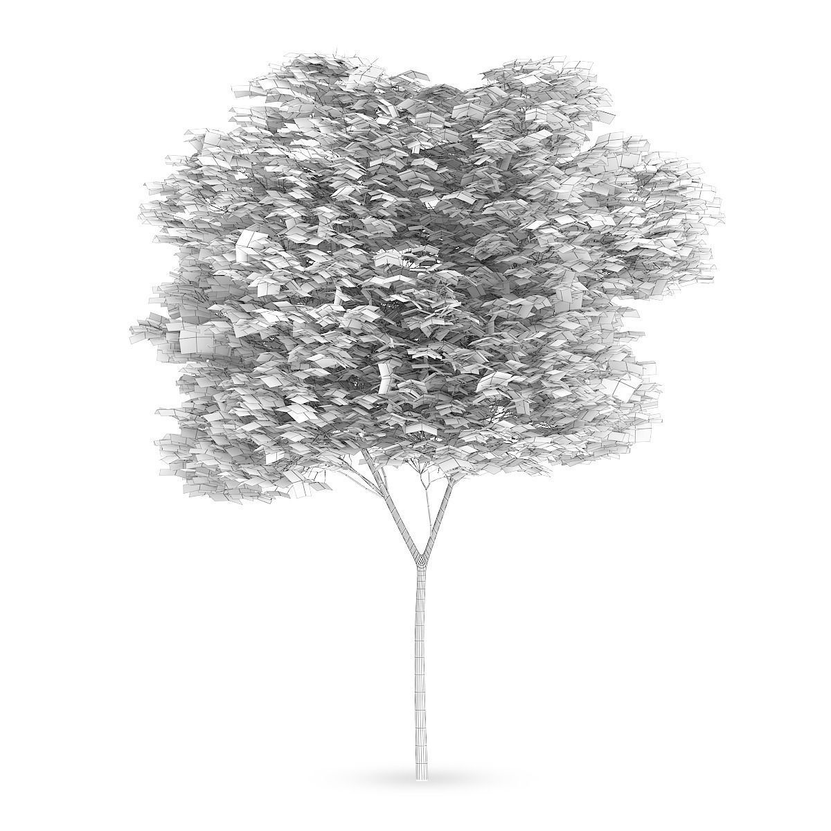 Common beech 3 3D model_3