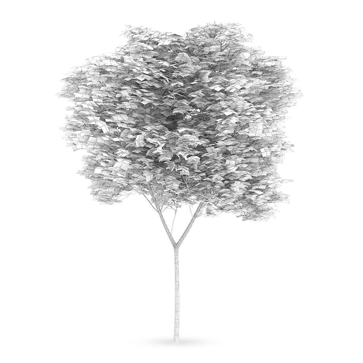 Common beech 3 3D model_1