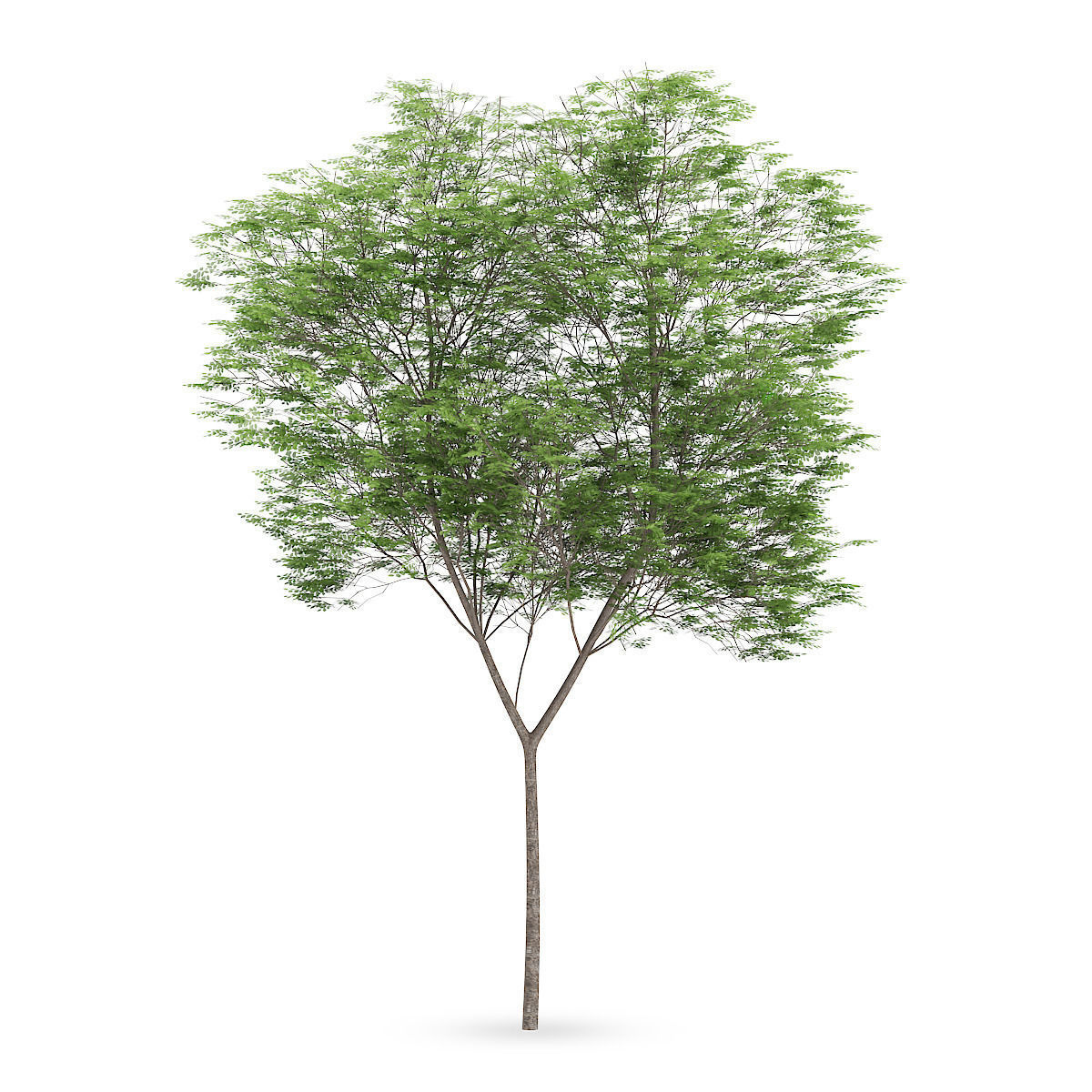 Common beech 3 3D model_2