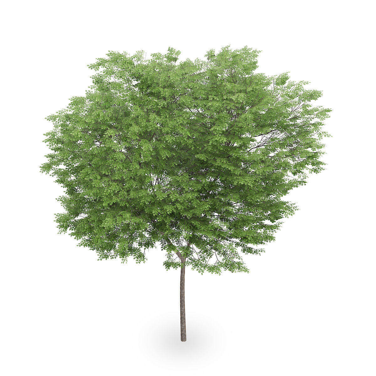 Common beech 3 3D model_4