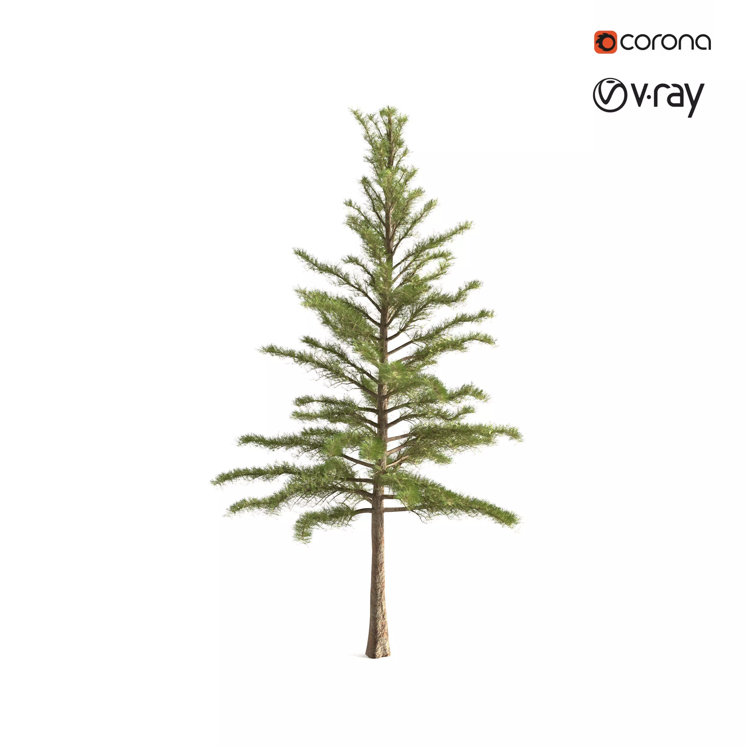 Pine Tree 3D model_0