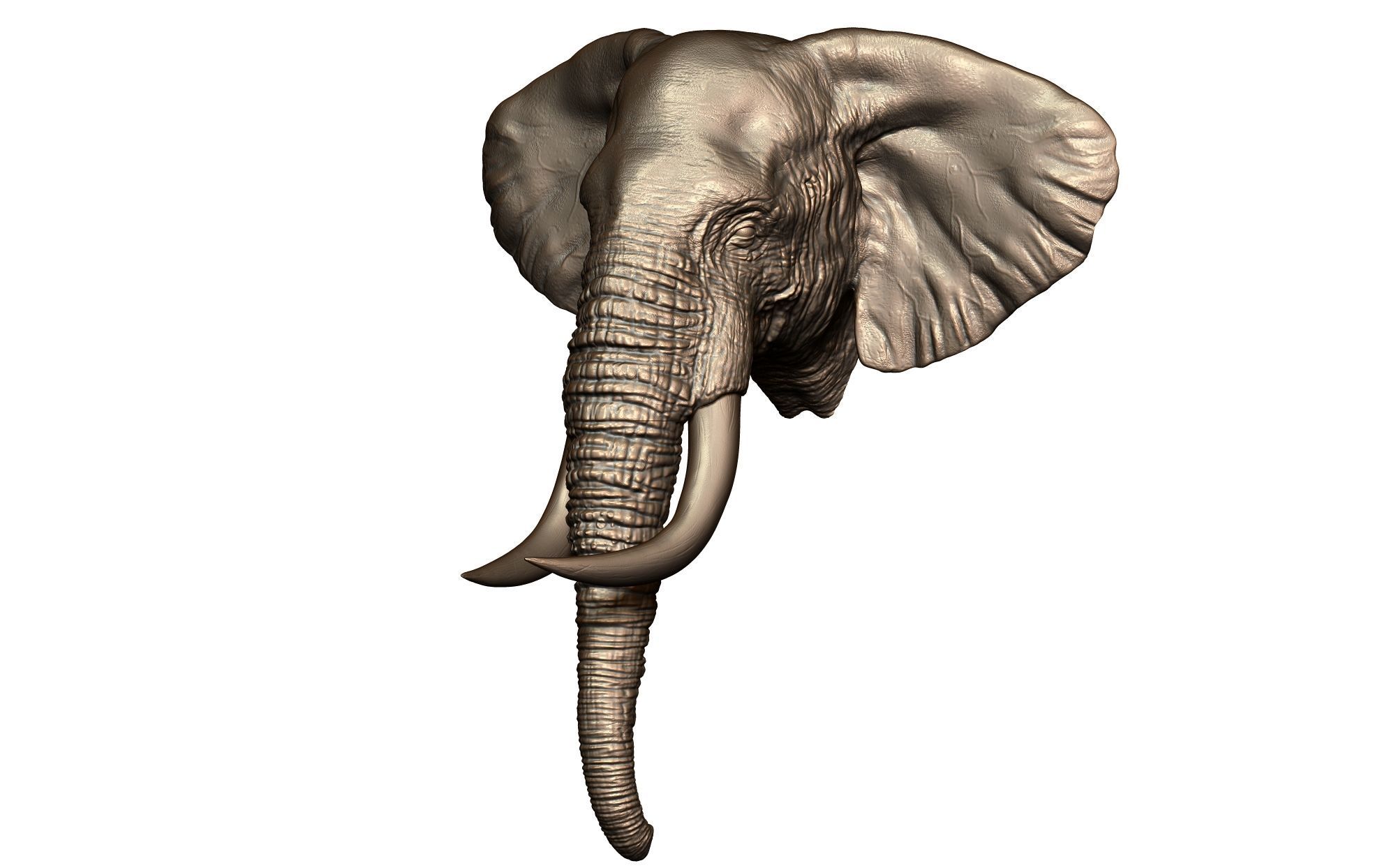 Elephant Head 3D print model_1