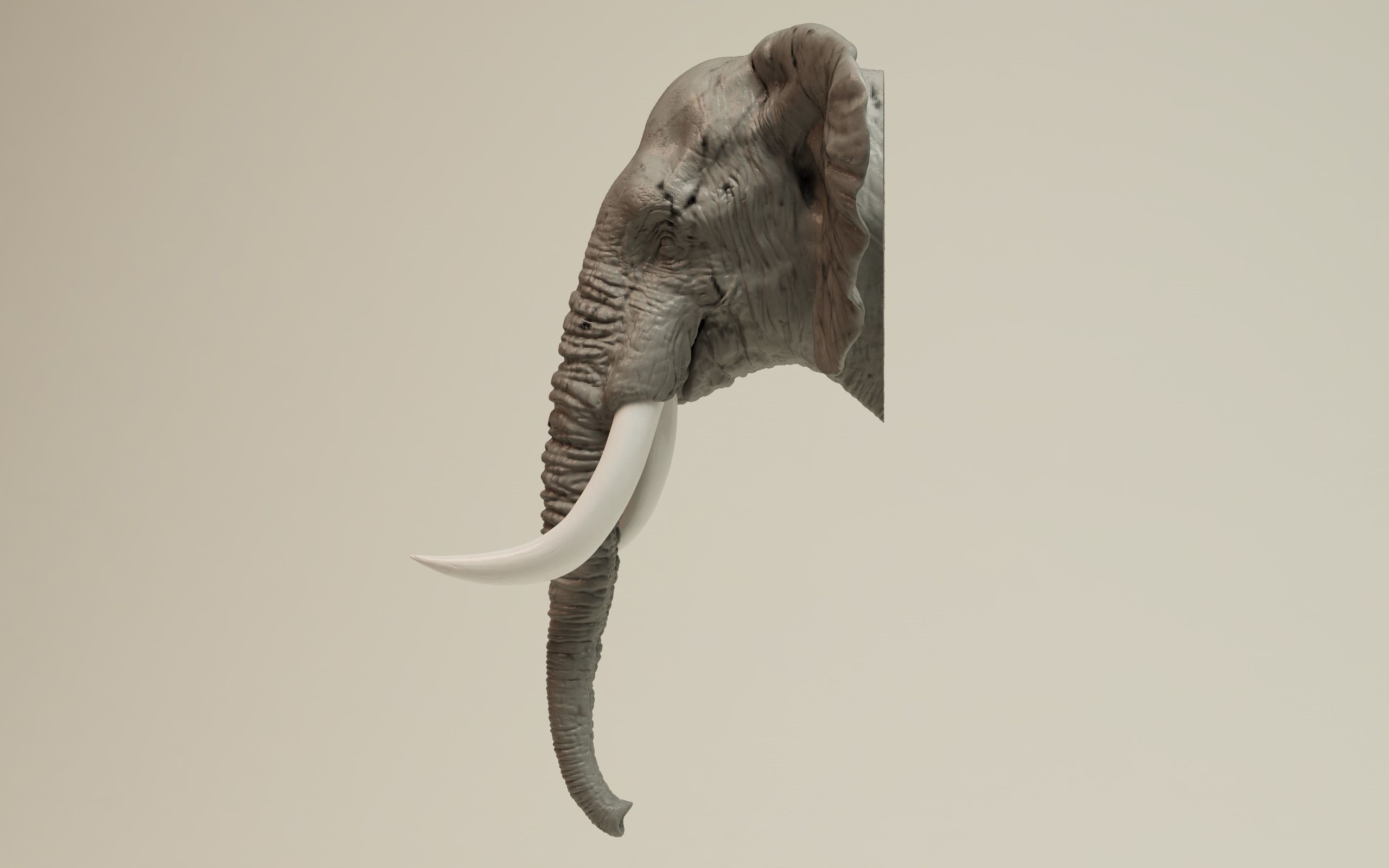 Elephant Head 3D print model_10