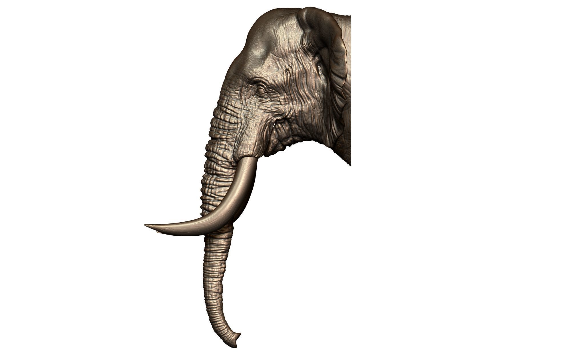 Elephant Head 3D print model_2