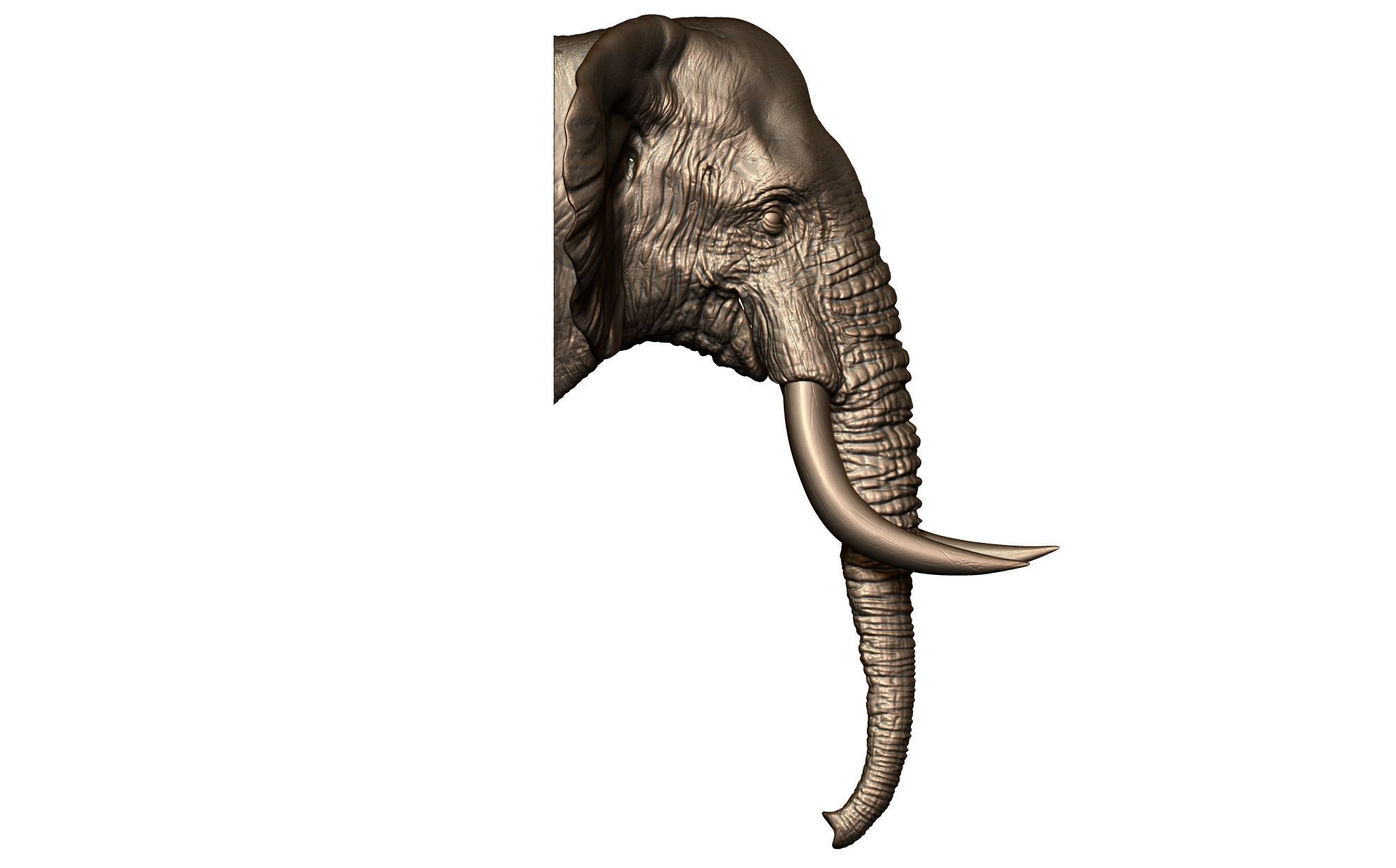 Elephant Head 3D print model_6