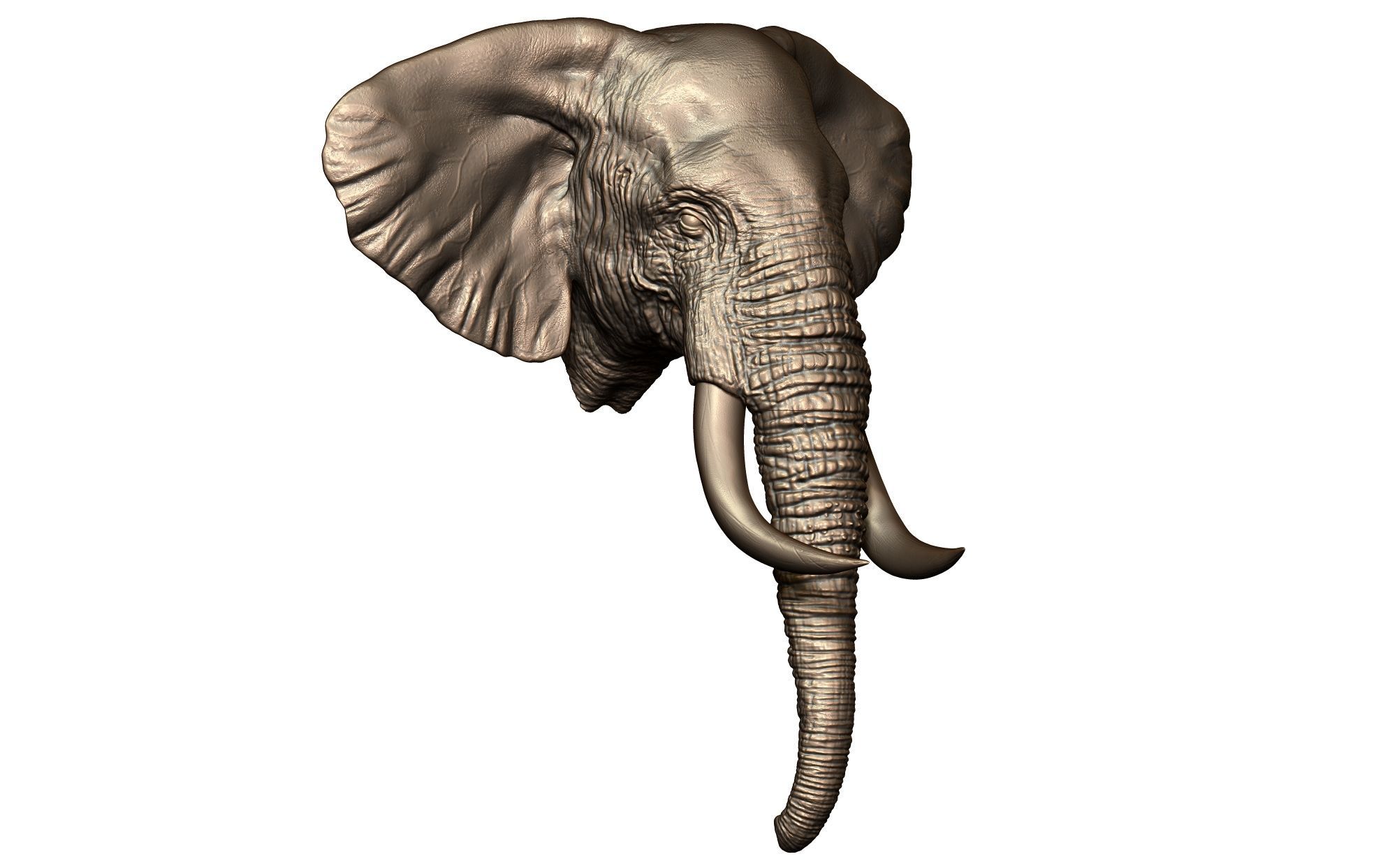 Elephant Head 3D print model_7