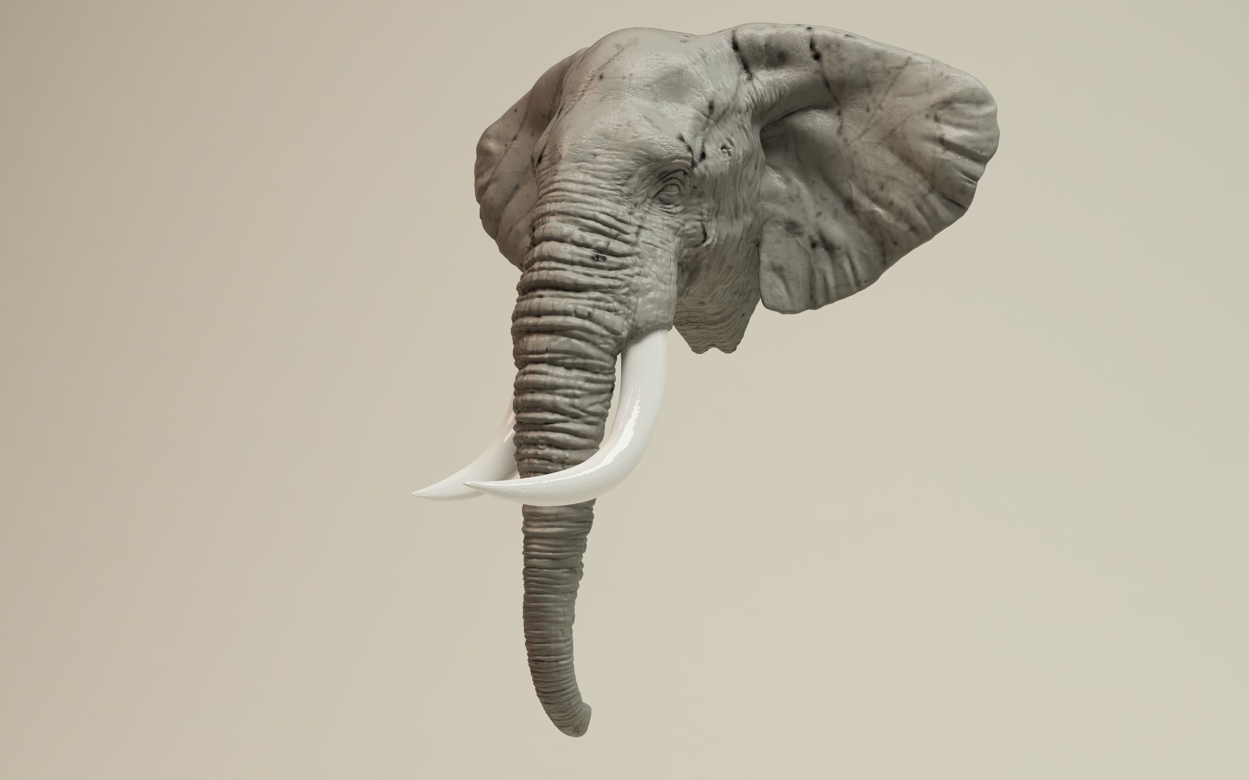 Elephant Head 3D print model_9