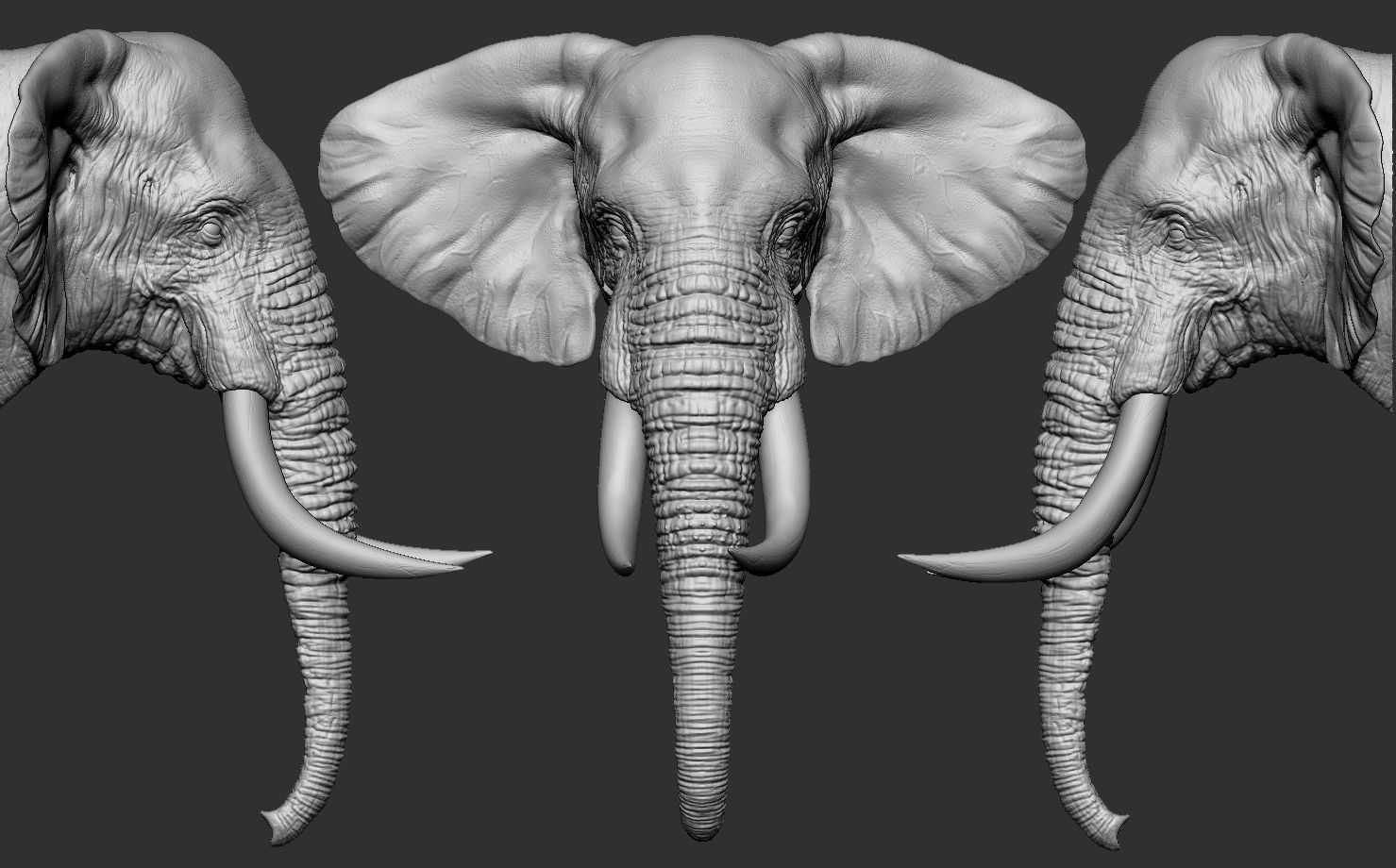 Elephant Head 3D print model_19