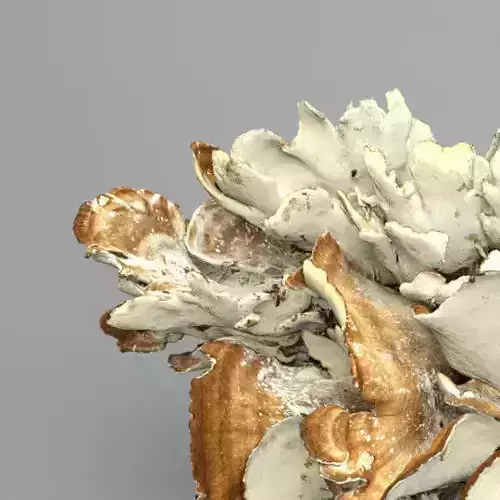 8K Big Mushroom - Meripilus Giganteus 3D model