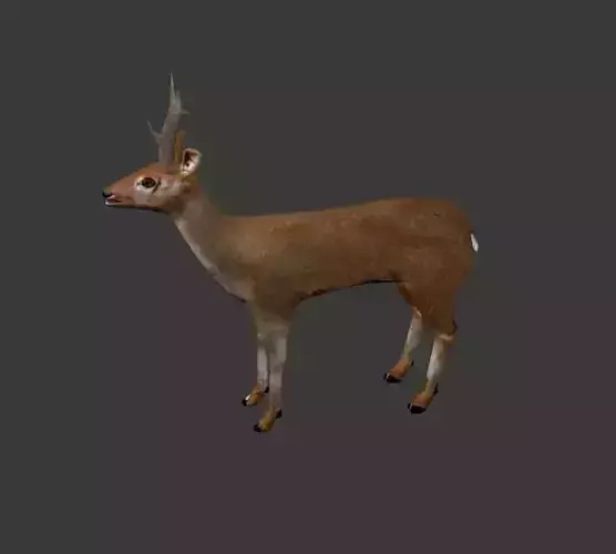 Roe Deer Stag - game model