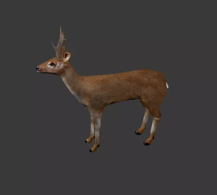 Roe Deer Stag - game model Low-poly 3D model_0