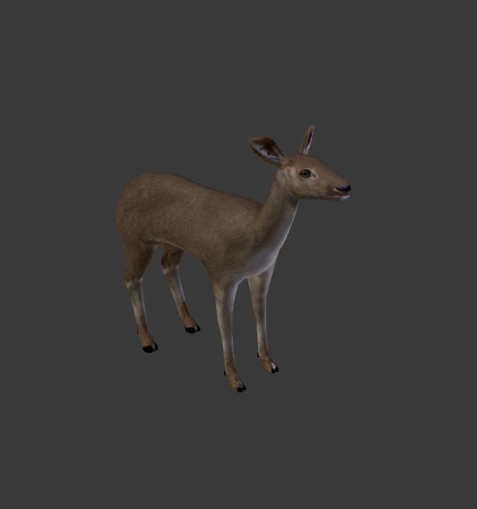 Roe Deer Doe - game model Low-poly 3D model_2