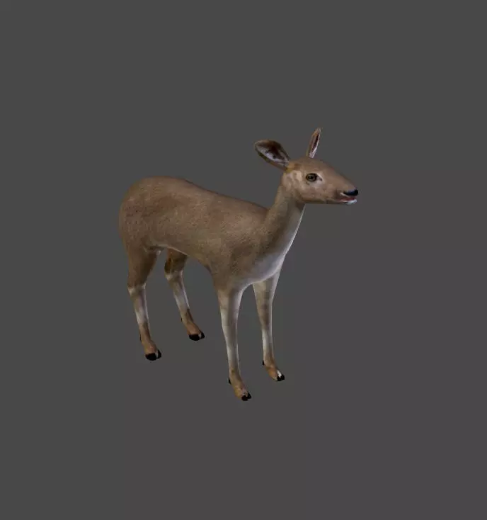 Roe Deer Doe - game model Low-poly 3D model_0