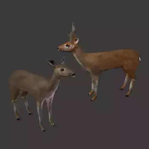 Deer Couple - Stag and Doe 3D Model Collection