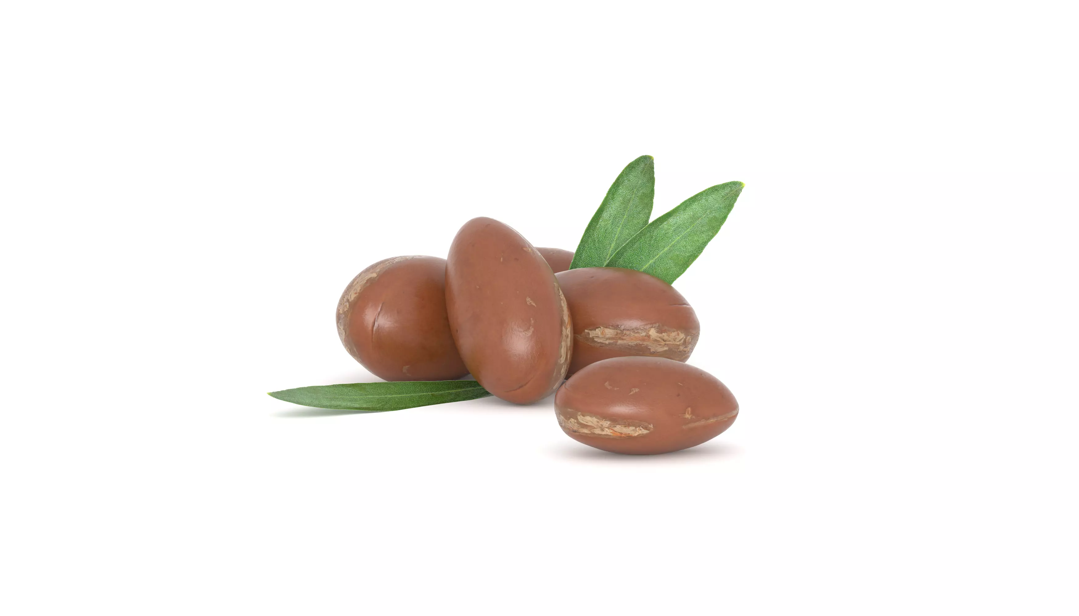 Argan seed Oil Photoscan Low-poly 3D model_0