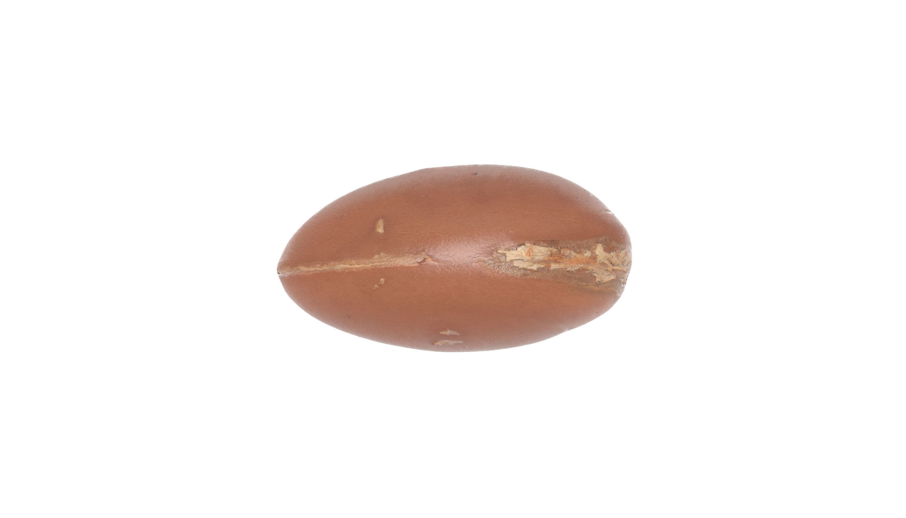 Argan seed Oil Photoscan Low-poly 3D model_2