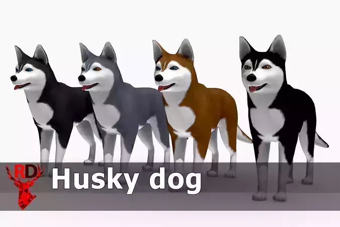 Husky dog