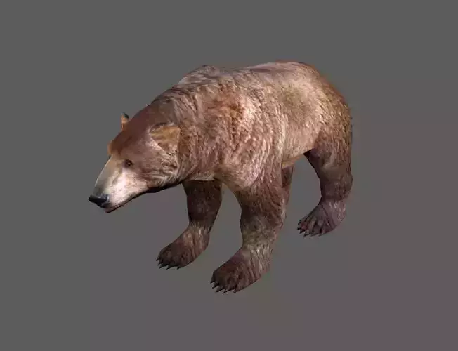 Next Gen AAA Brown Bear - game model Low-poly 3D model