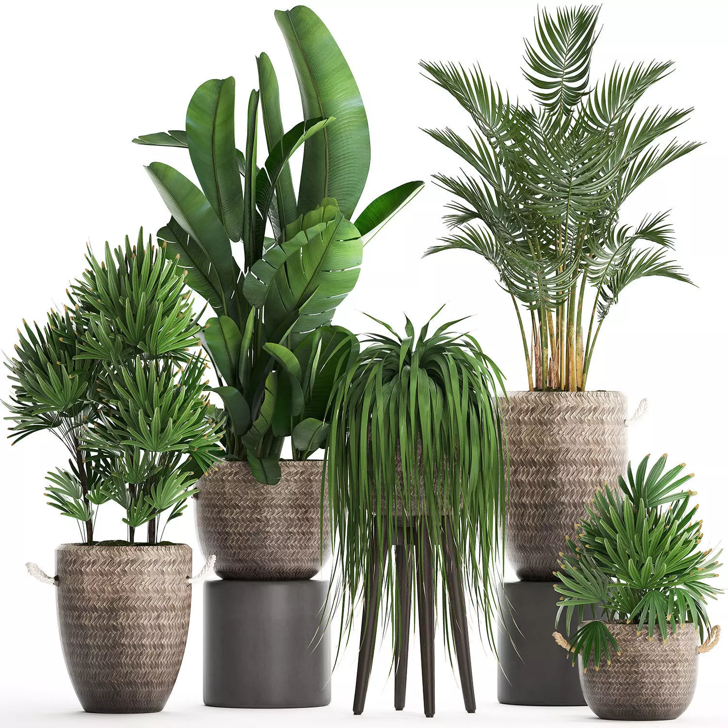 Collection of exotic plants Croton 431 3D model