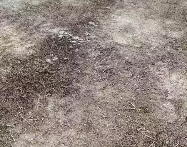 Forest dirt Pack 2 Texture