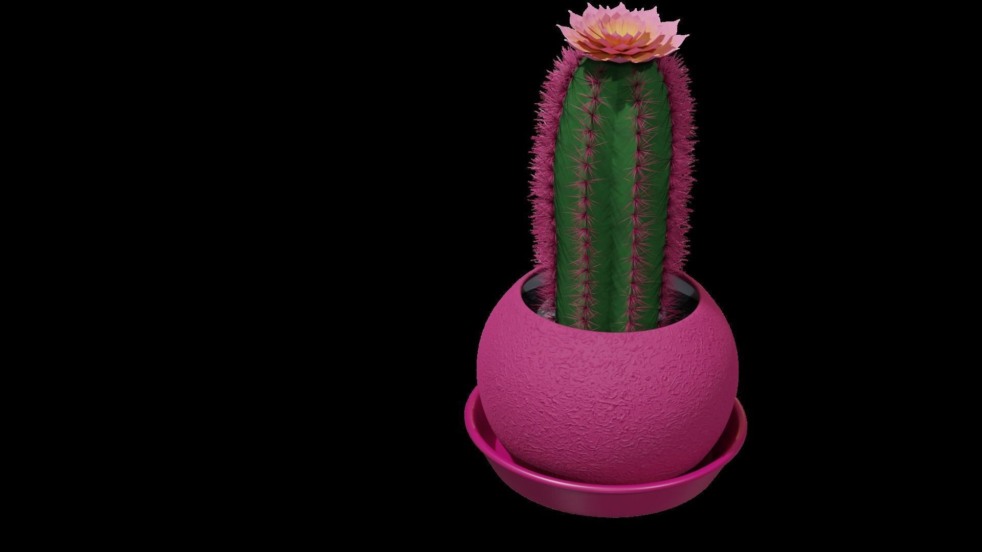 Tall flowering cactus in a pot 3D model_6