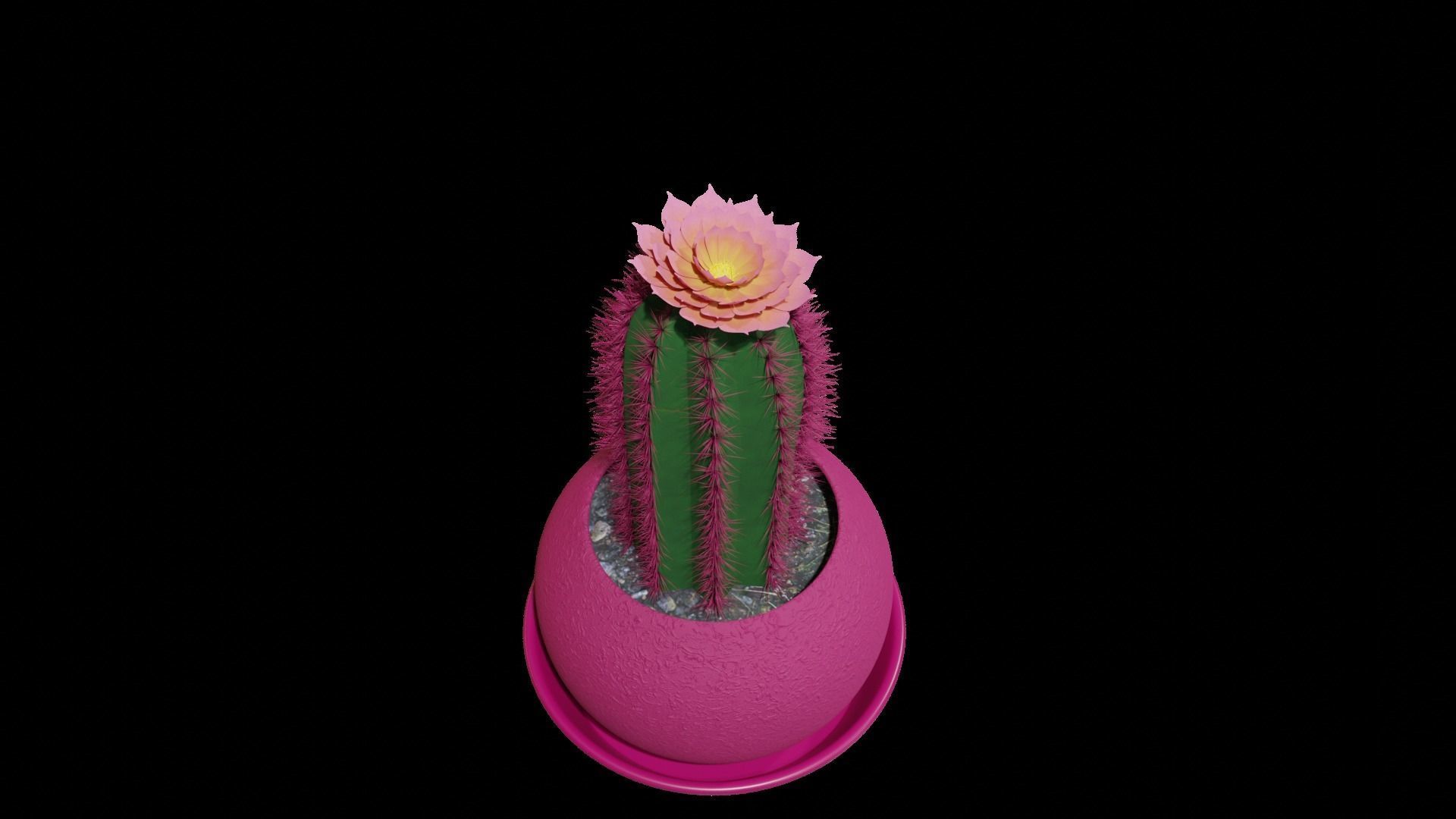 Tall flowering cactus in a pot 3D model_8