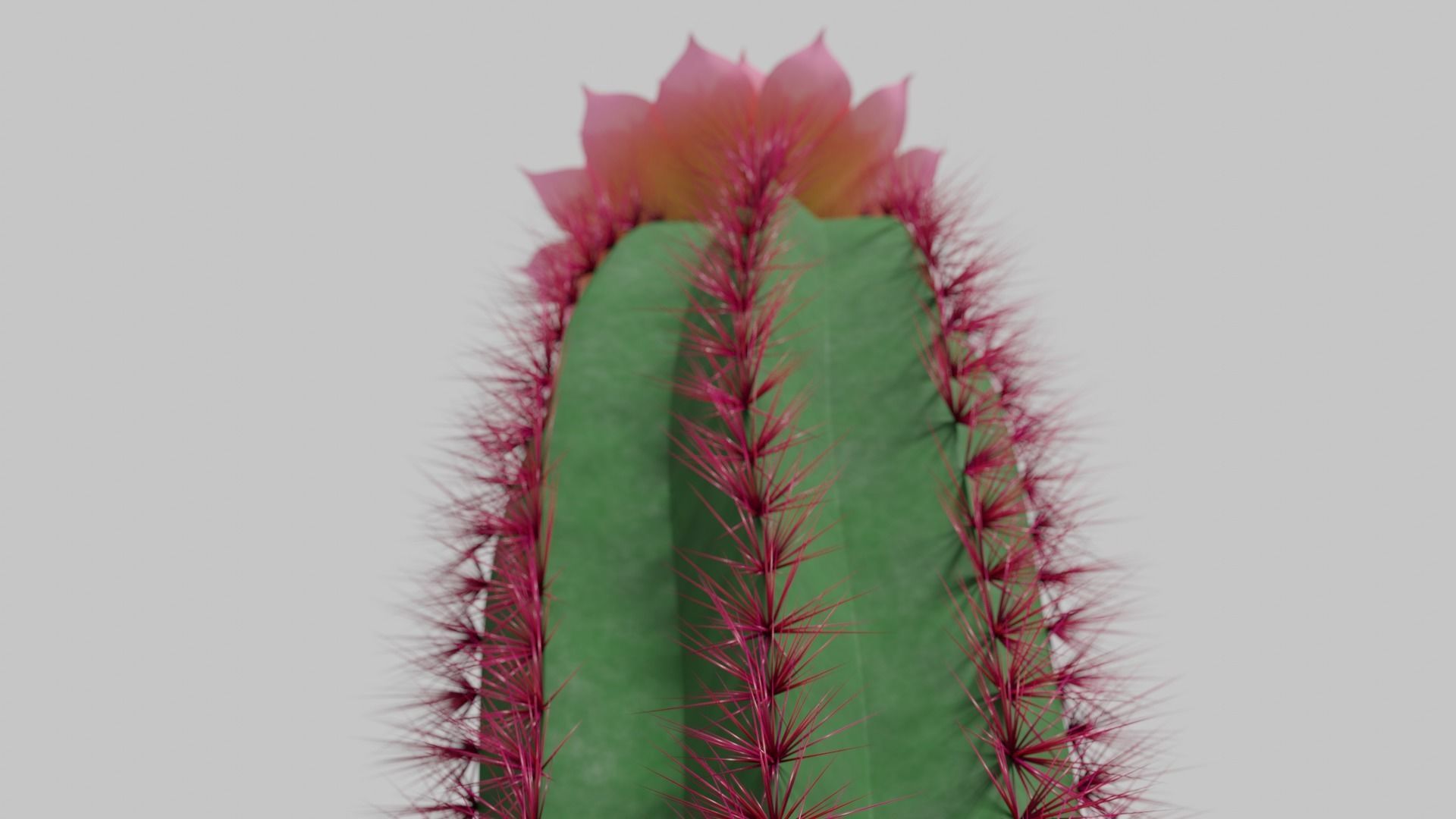 Tall flowering cactus in a pot 3D model_2