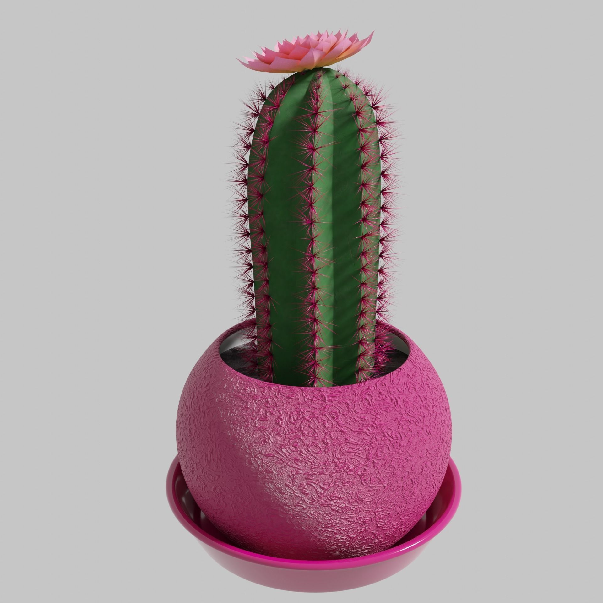 Tall flowering cactus in a pot 3D model_3