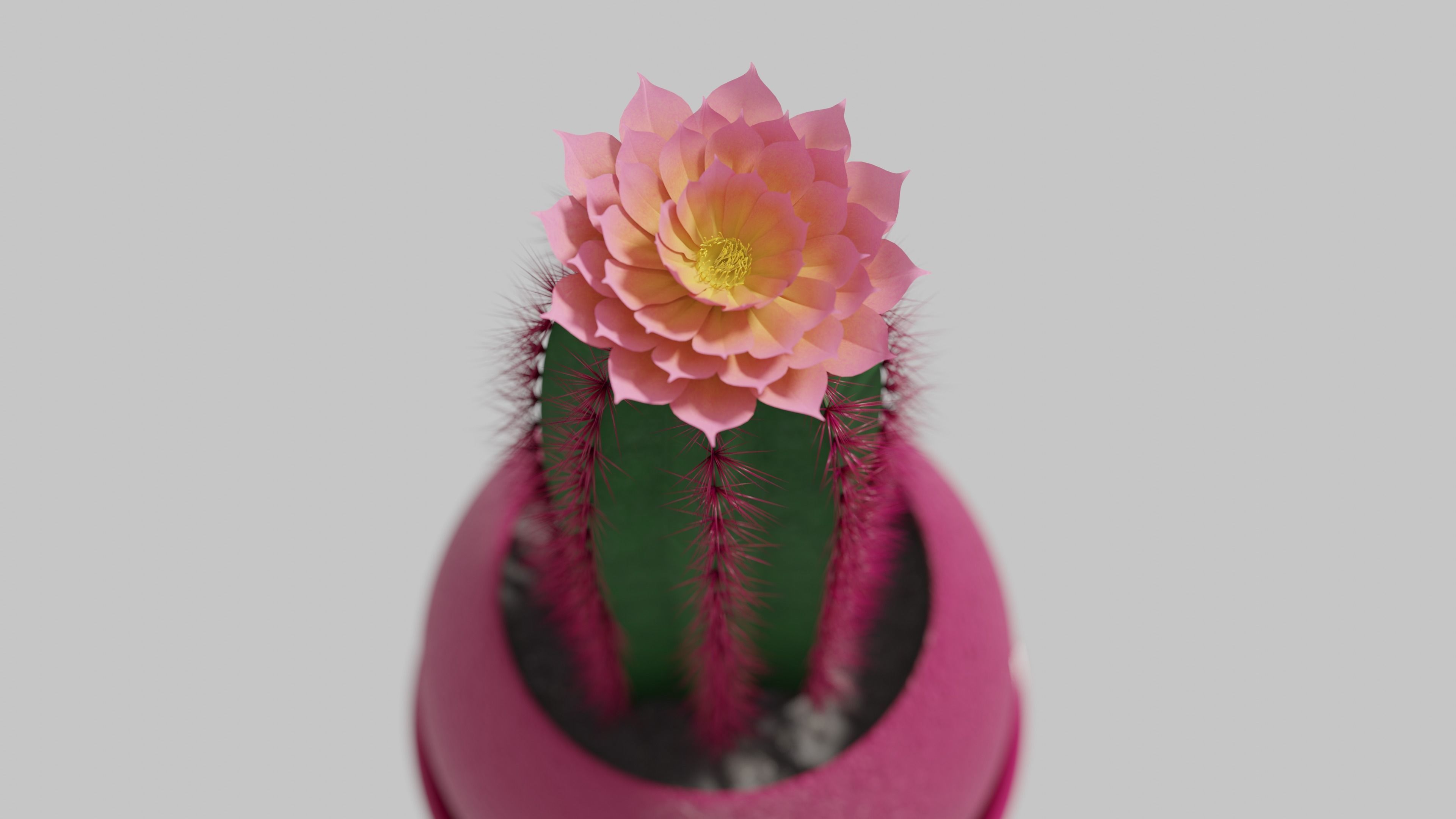 Tall flowering cactus in a pot 3D model_1