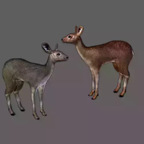 Roe Deer - Fawn Cub Baby