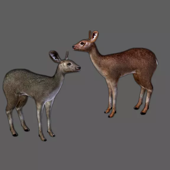 Roe Deer - Fawn Cub Baby Low-poly 3D model_0