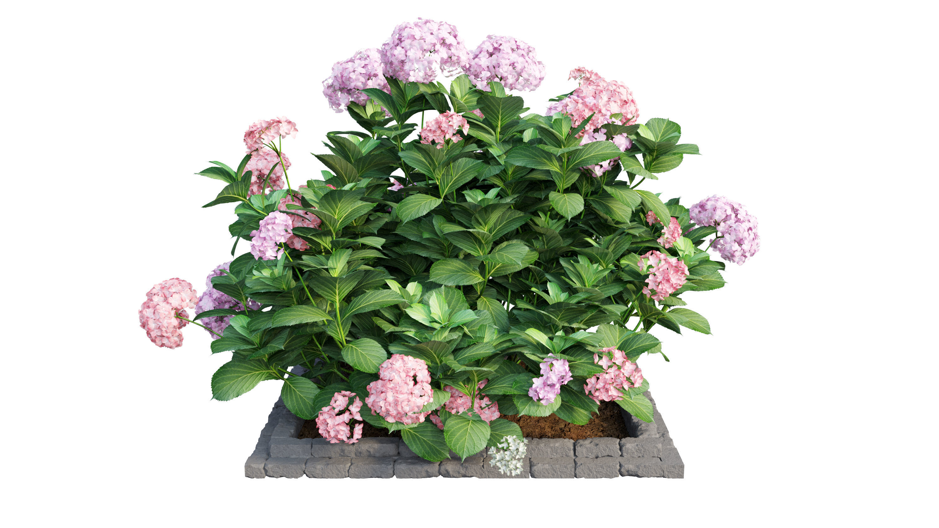 Plants Hydrangea set 13 3D model_1