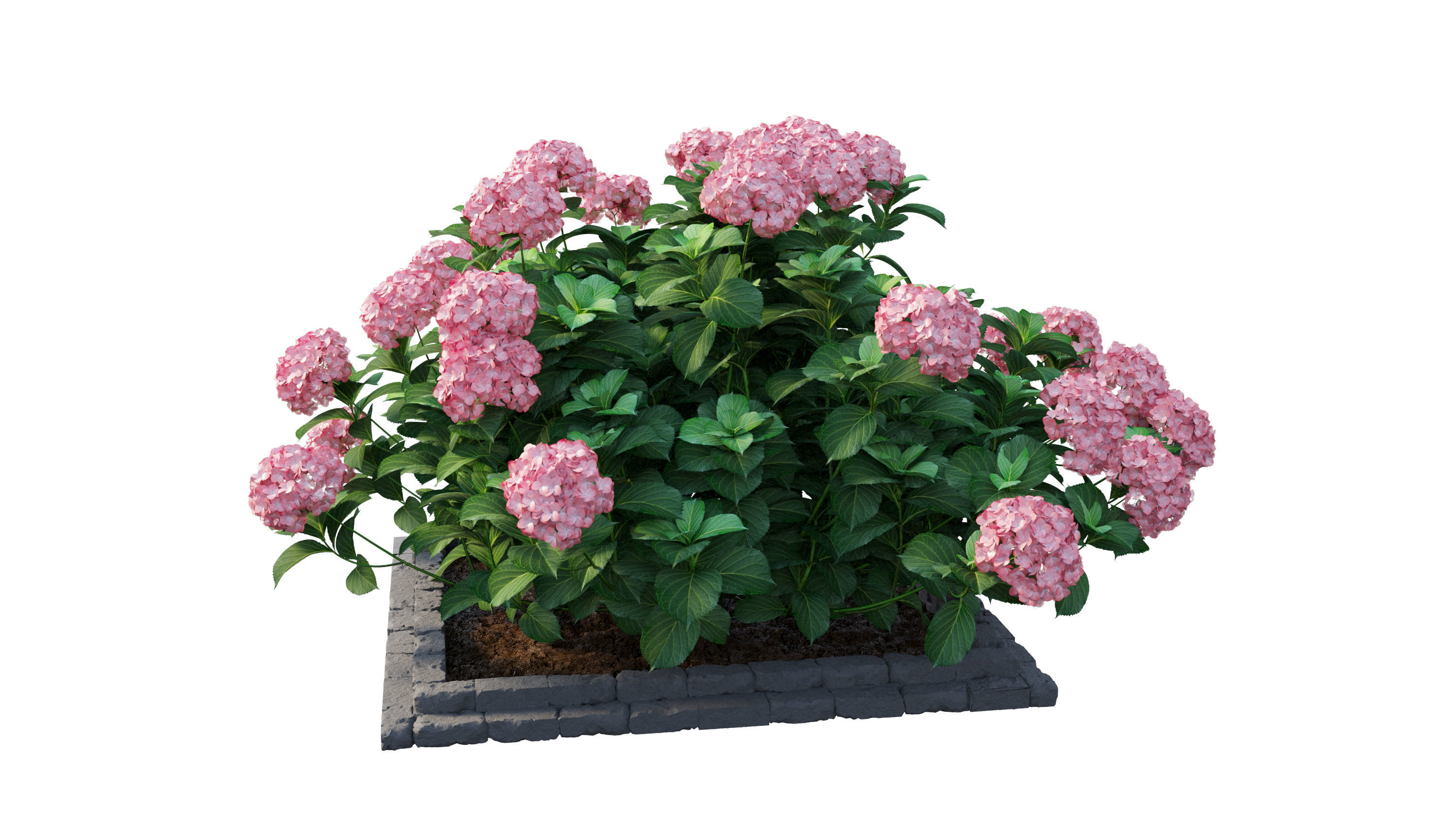 Plants Hydrangea set 13 3D model_19