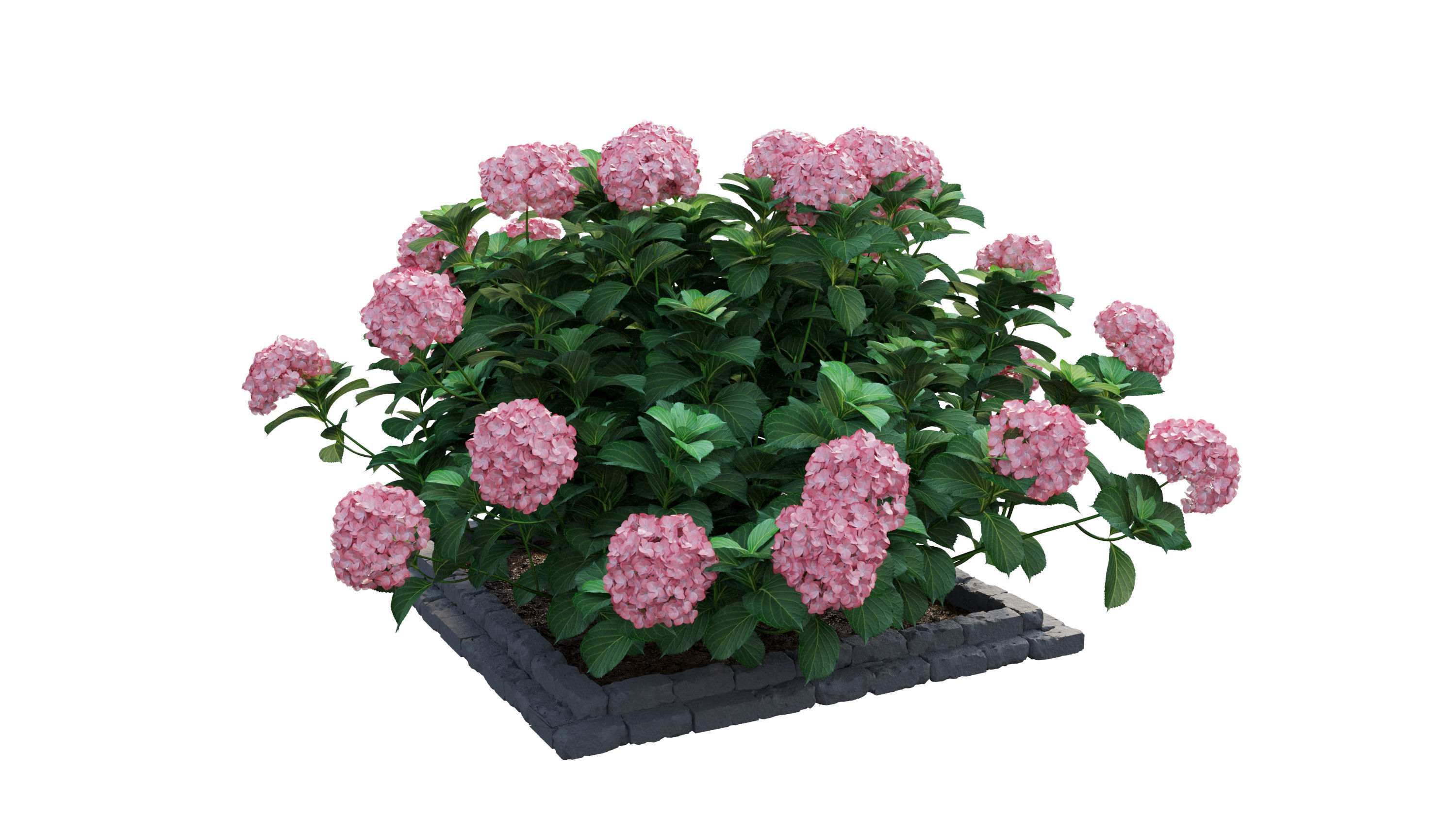 Plants Hydrangea set 13 3D model_20