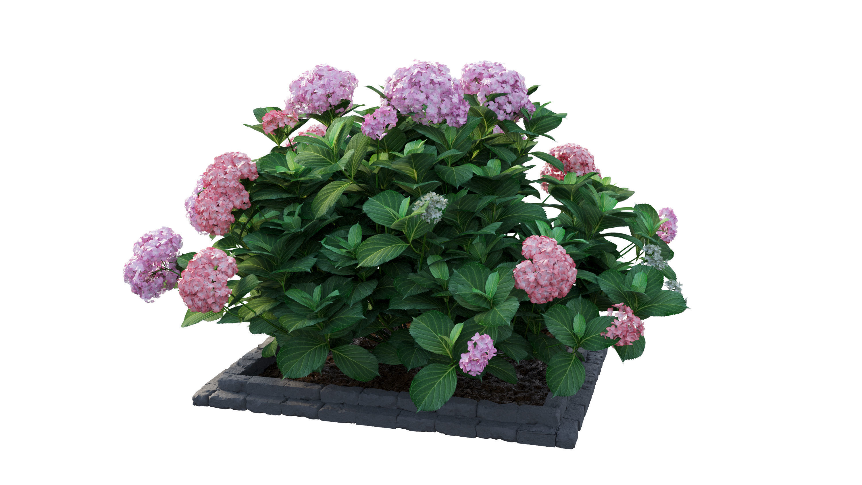 Plants Hydrangea set 13 3D model_14