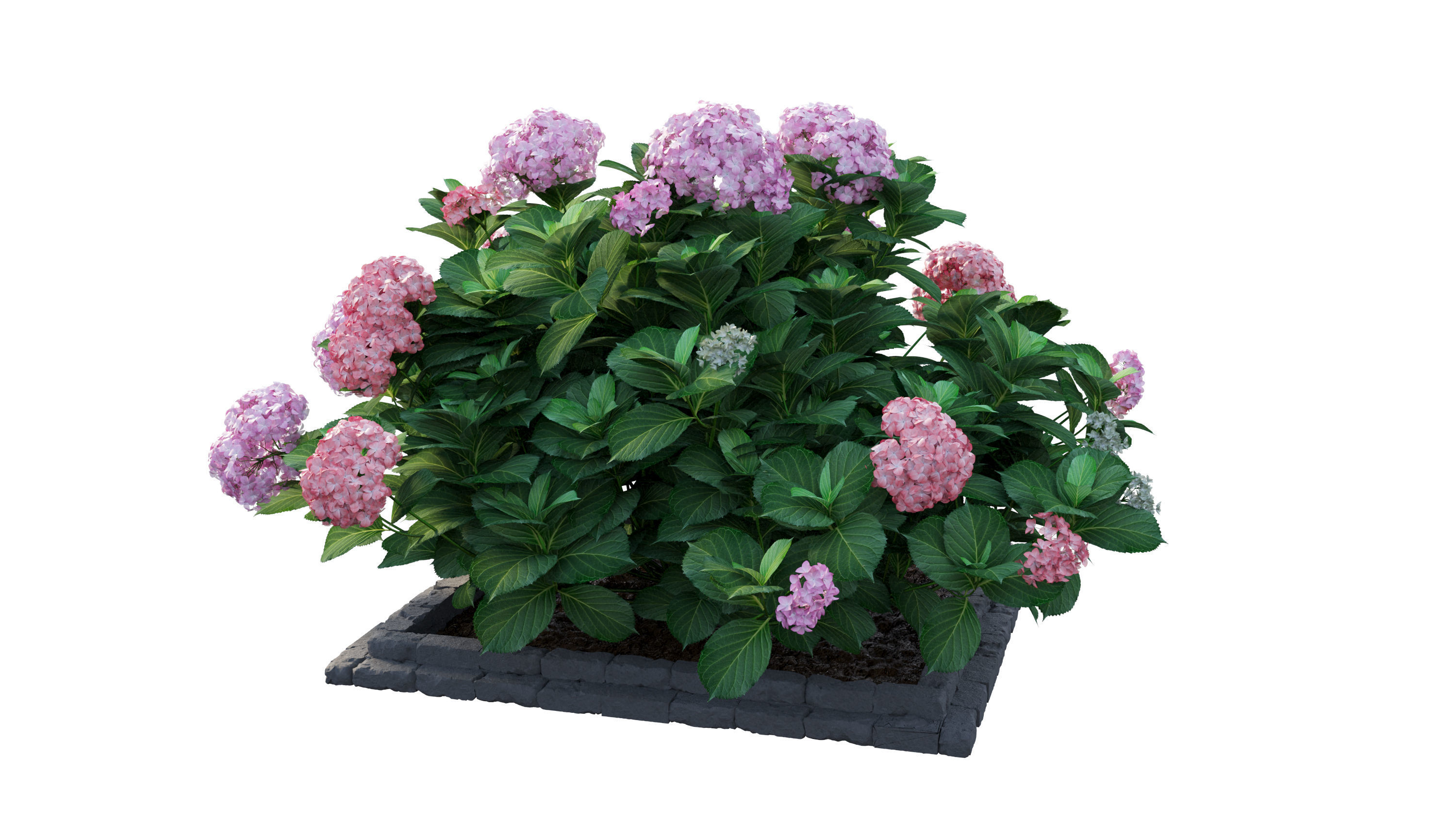 Plants Hydrangea set 13 3D model_9