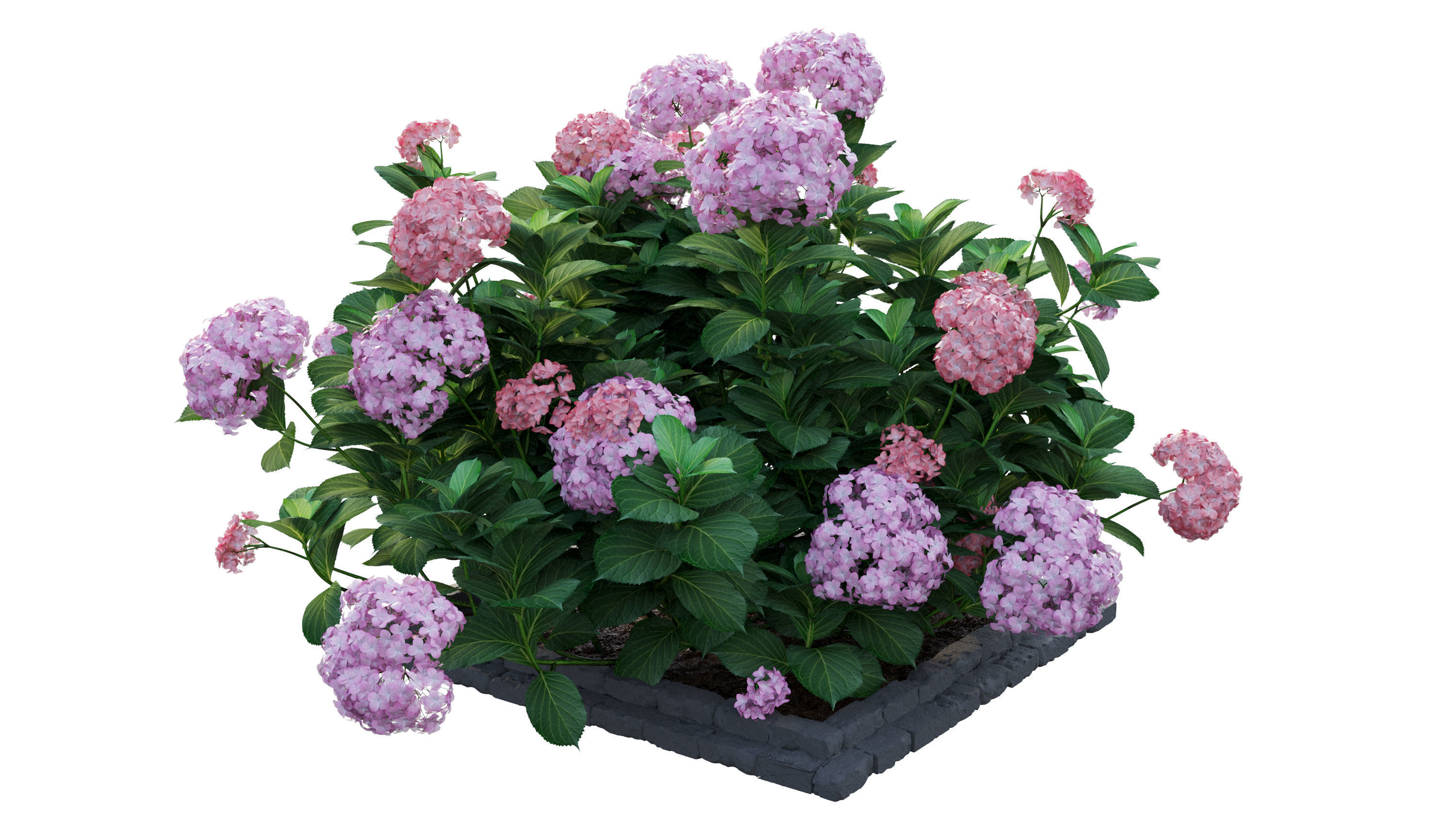 Plants Hydrangea set 13 3D model_4