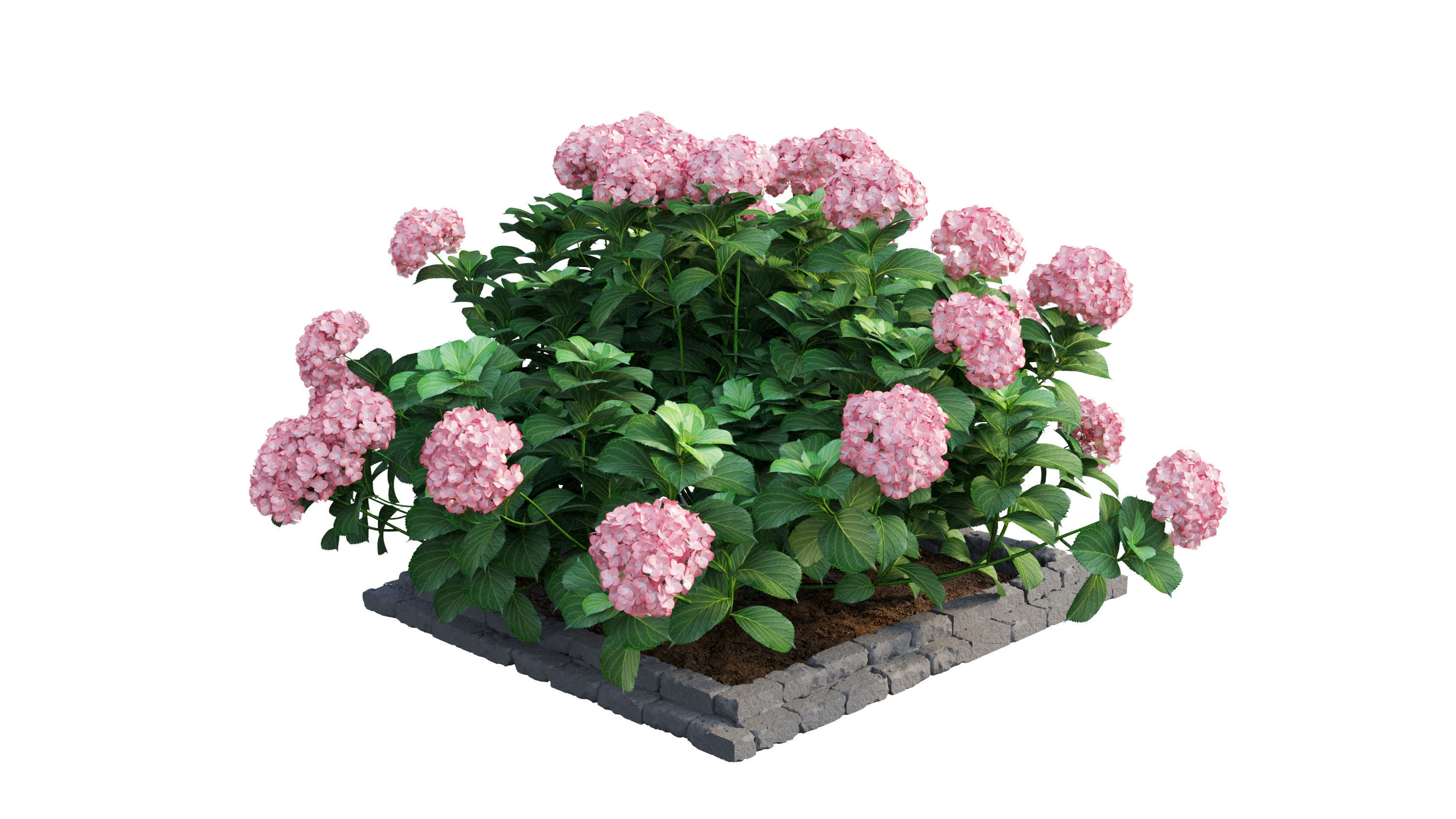 Plants Hydrangea set 13 3D model_21