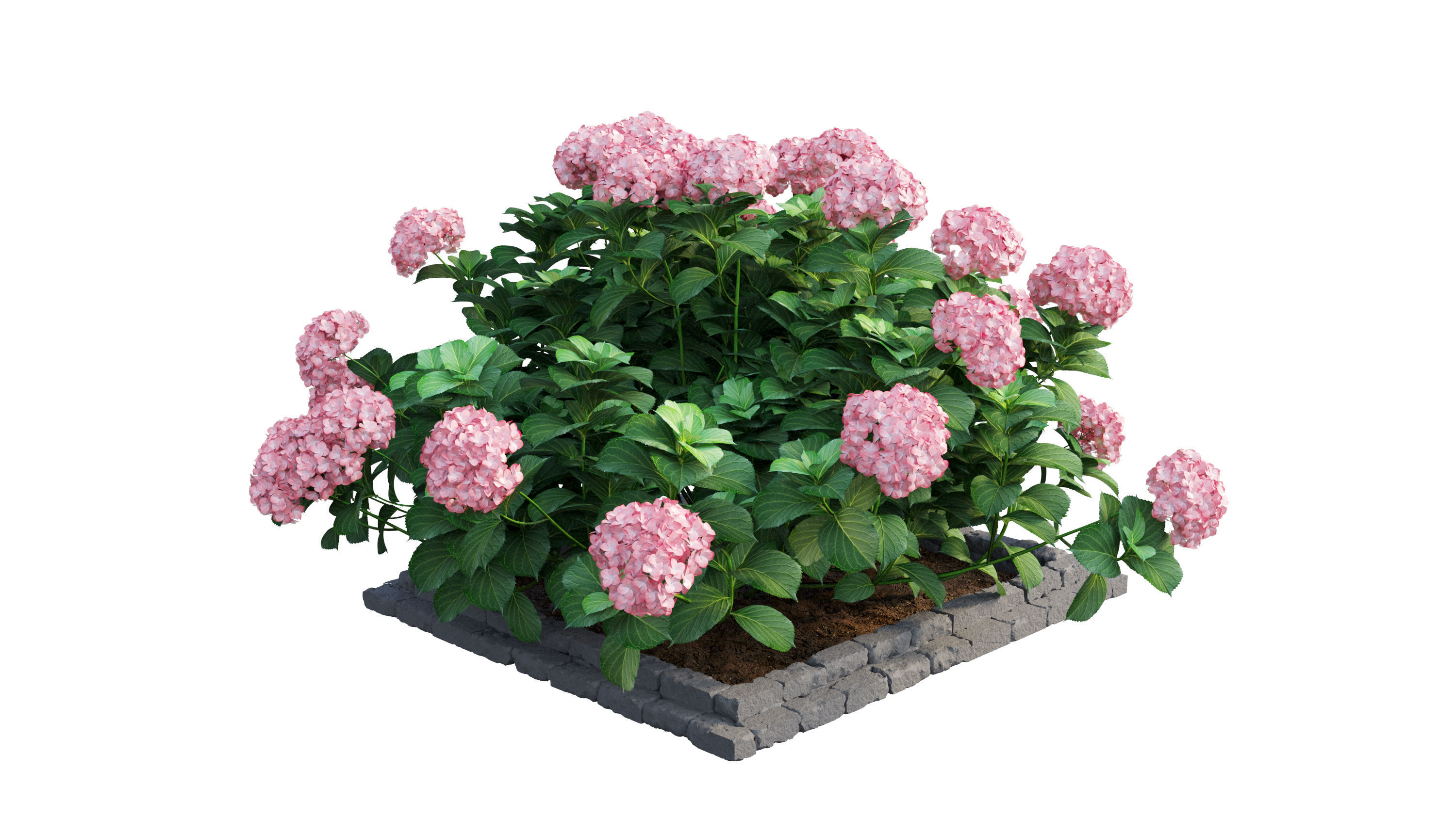 Plants Hydrangea set 13 3D model_16