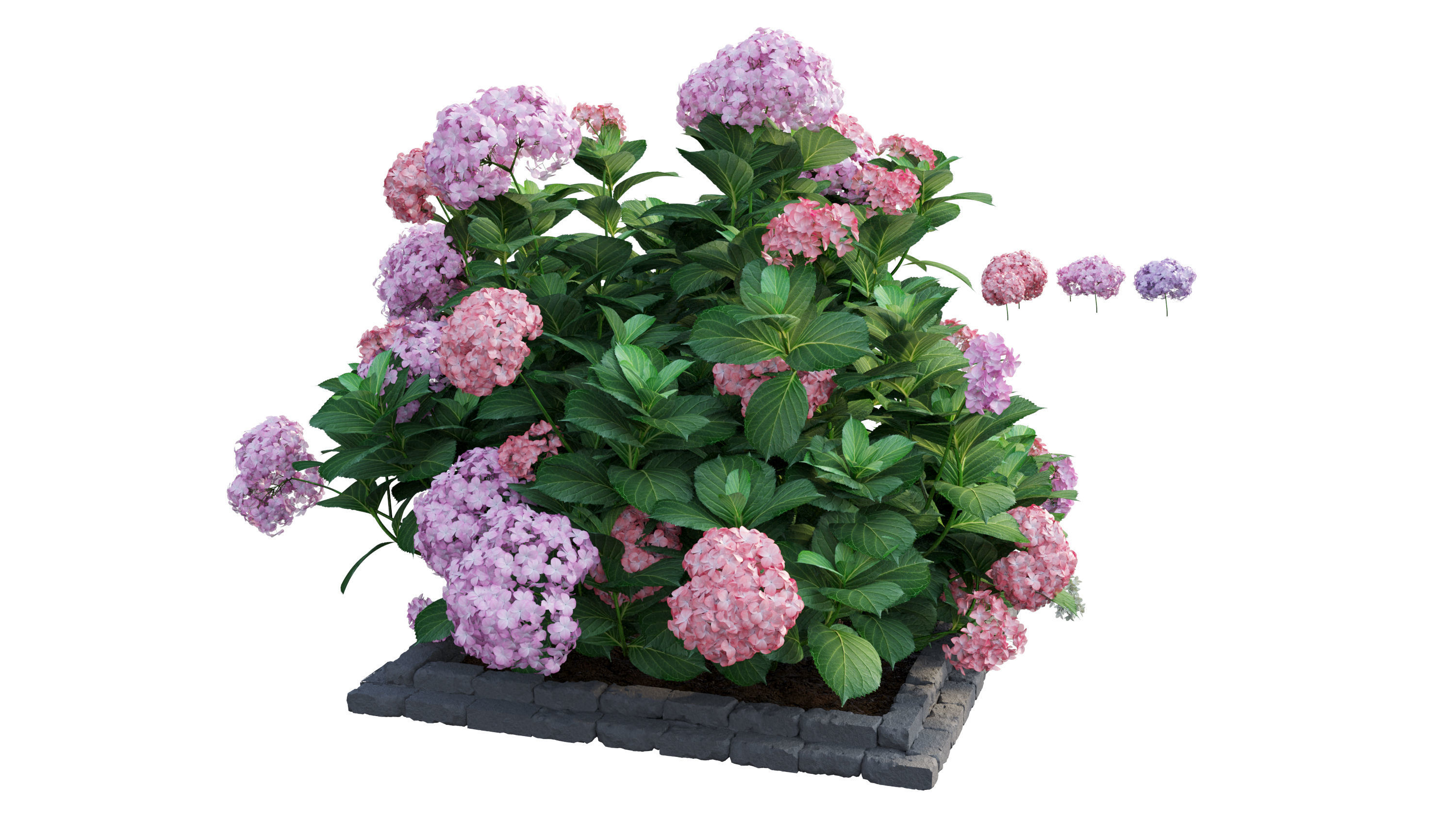 Plants Hydrangea set 13 3D model_5