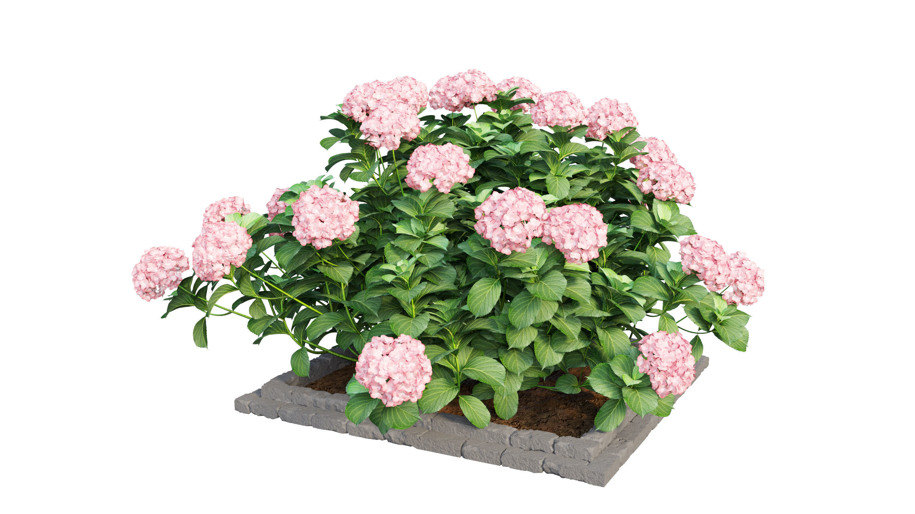 Plants Hydrangea set 13 3D model_17