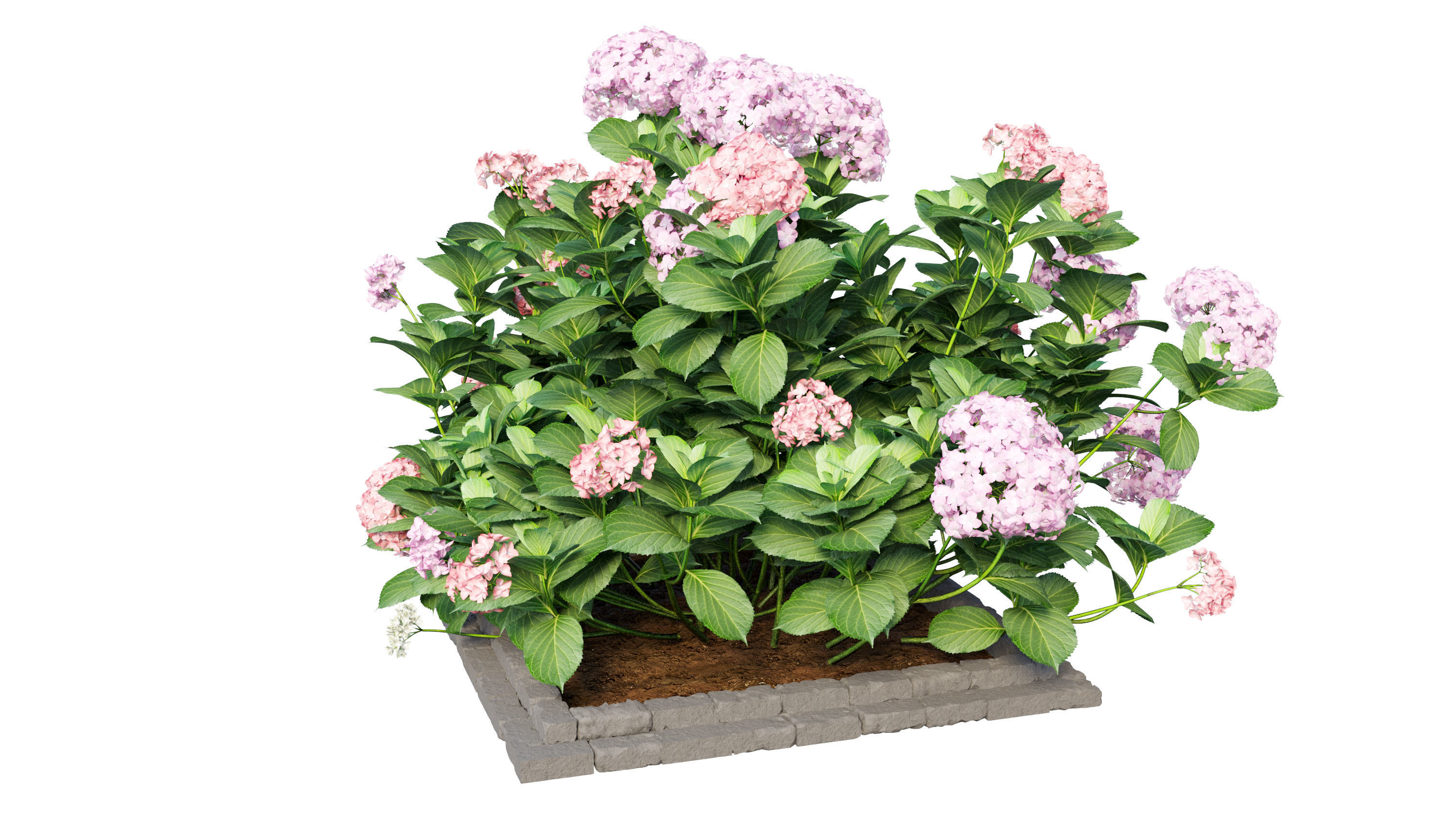 Plants Hydrangea set 13 3D model_2