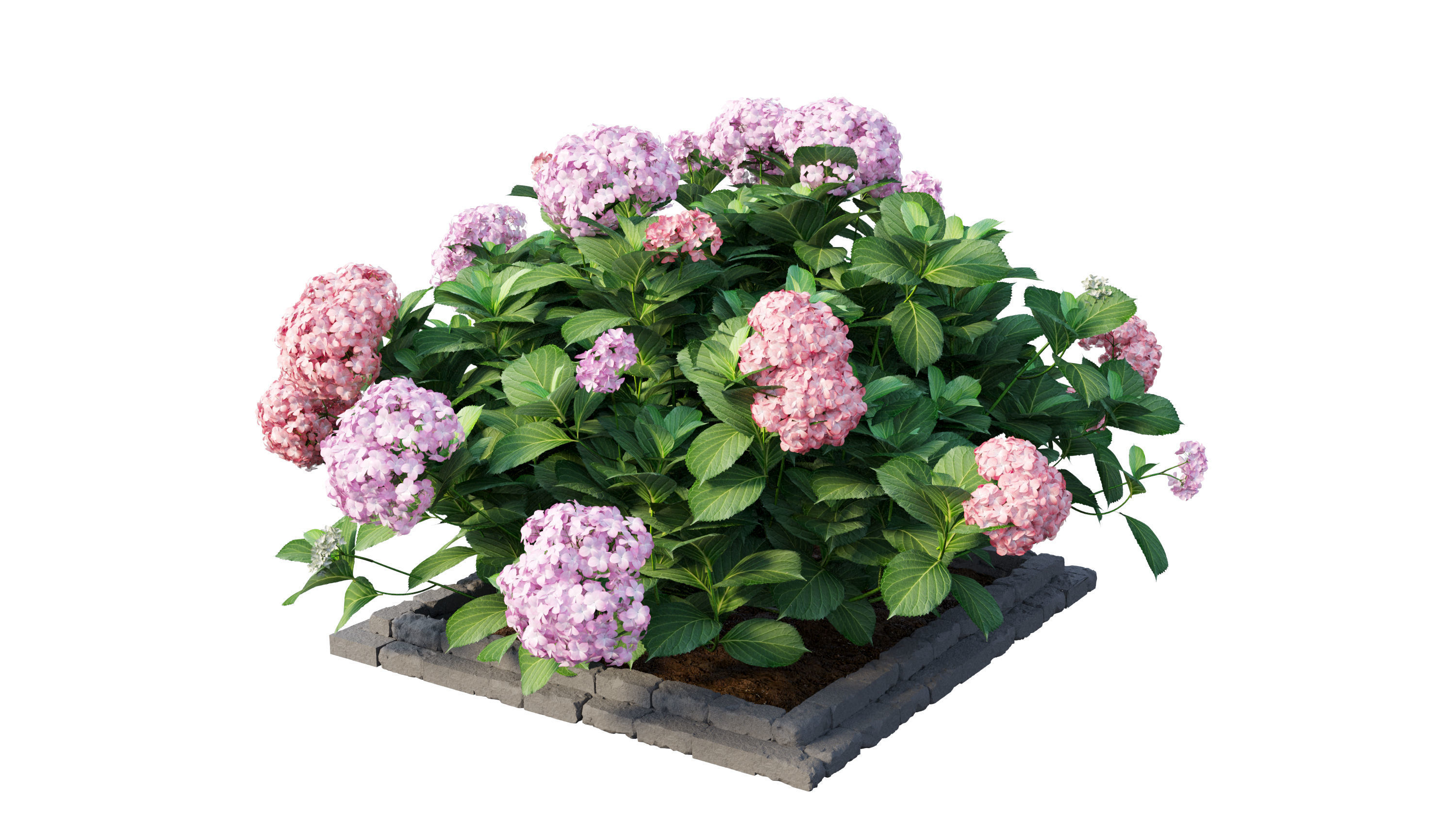 Plants Hydrangea set 13 3D model_13